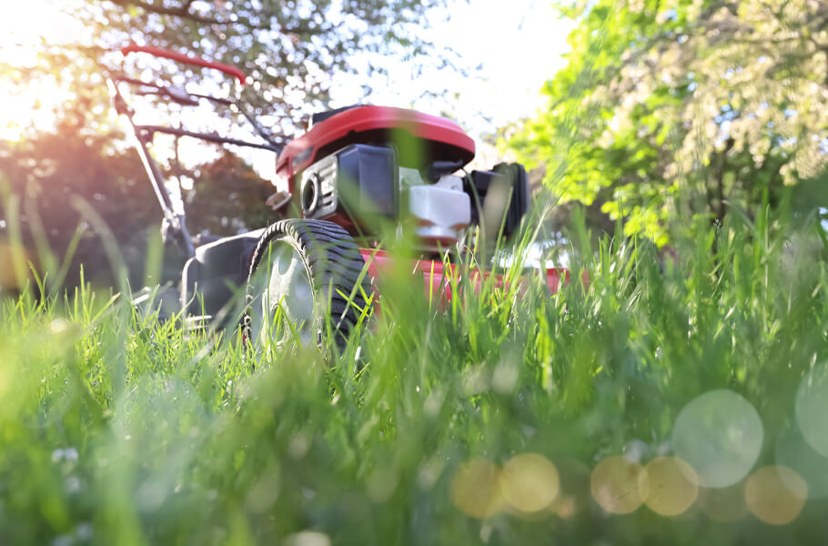 What is No Mow May? Benefits, Tips, and Lawn Care Advice
