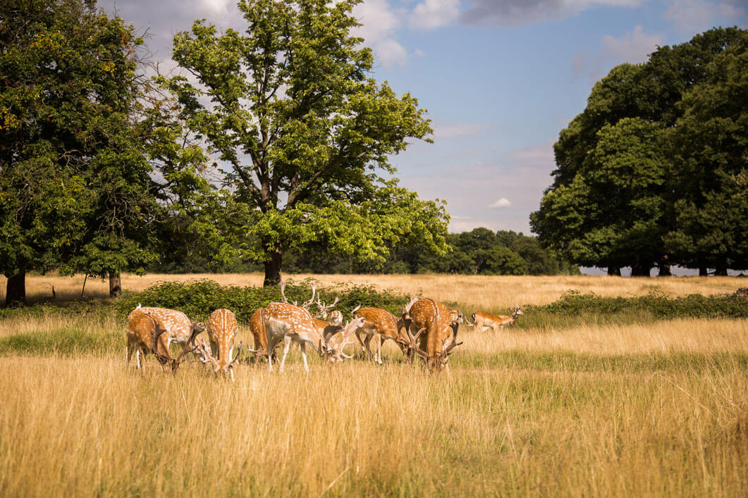 Teddington